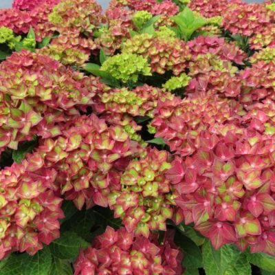 Гортензия крупнолистная Ребелион Ред Лав - Dolina-Sad.Ru