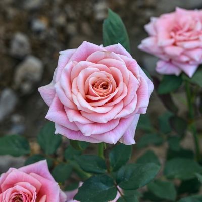 Роза Панама Роза Панама - Dolina-Sad.Ru