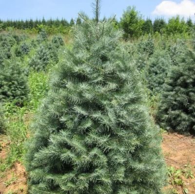 Пихта одноцветная, С3 Пихта одноцветная, С3 - Dolina-Sad.Ru