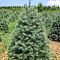Пихта одноцветная, С3 Пихта одноцветная, С3 - Dolina-Sad.Ru