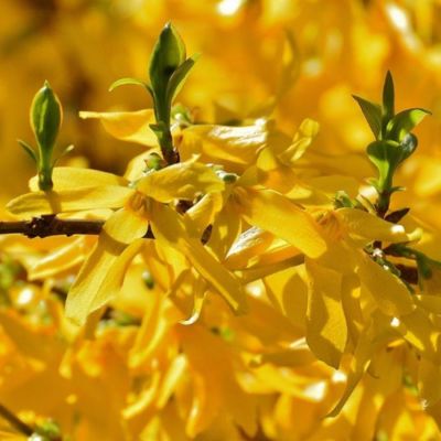 Форзиция промежуточная Уикенд, С3 Форзиция промежуточная Уикенд, С3 - Dolina-Sad.Ru