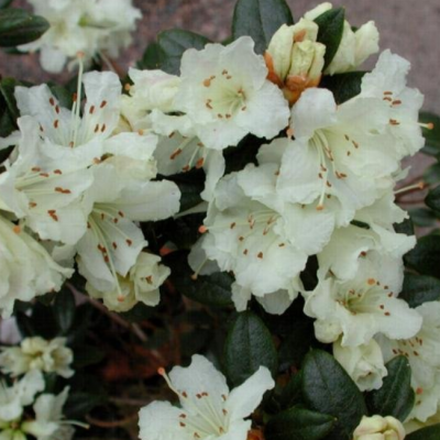 Рододендрон Крим Крест Рододендрон Крим Крест фото