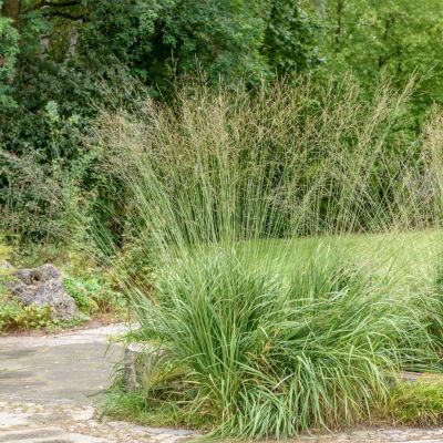 Молиния тростниковая Транспарент Молиния тростниковая Транспарент - Dolina-Sad.Ru