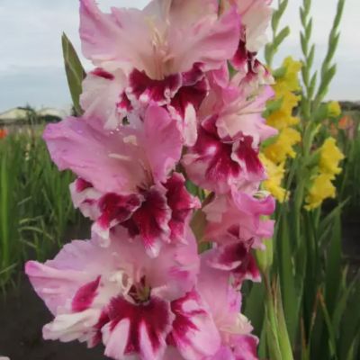 Гладиолус Дрими Крими - Dolina-Sad.Ru
