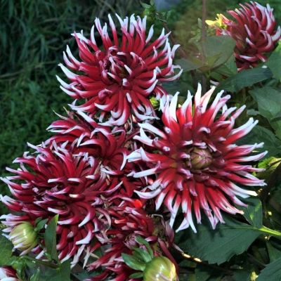 Георгина  Фриколет Георгина  Фриколет фото