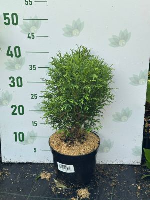 Туя западная Литтл Гиант, С2 - Dolina-Sad.Ru