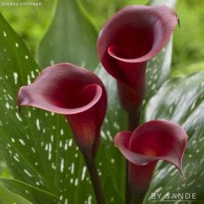 Калла Ред Шарм фото