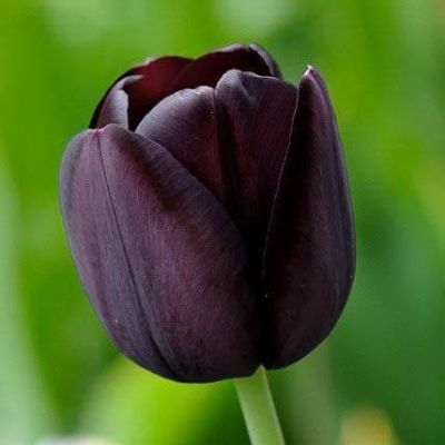 Тюльпан Квин оф Найт Тюльпан Квин оф Найт фото