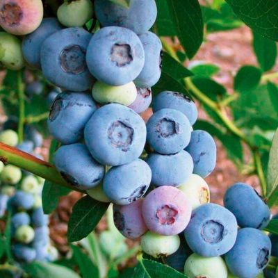 Голубика Либерти (Высокорослая) Голубика Либерти (Высокорослая) - Dolina-Sad.Ru