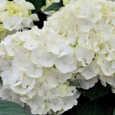 Гортензия крупнолистная Фест Уайт - Dolina-Sad.Ru