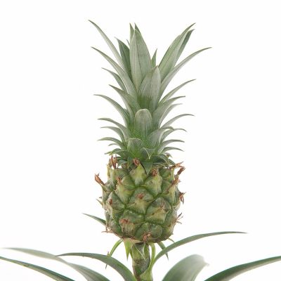 Ананас Плодовый Чампака Ананас Плодовый Чампака фото