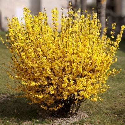 Форзиция промежуточная Уикенд, С3 Форзиция промежуточная Уикенд, С3 - Dolina-Sad.Ru