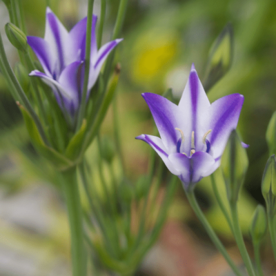 Трителейя Руди Трителейя Руди фото