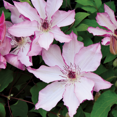 Клематис Омоширо, С2 Клематис Омоширо, С2 фото