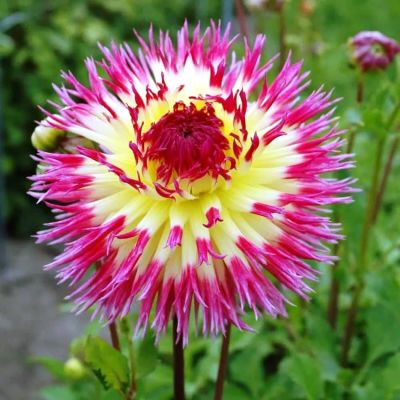 Георгина Линдси Мишэль (Гиганты) Георгина Линдси Мишэль (Гиганты) фото