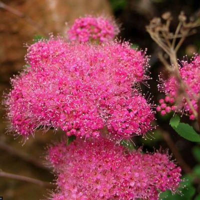 Спирея густоцветковая, С1,5 Спирея густоцветковая, С1,5 - Dolina-Sad.Ru