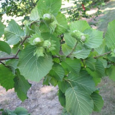 Фундук Трапезунд Фундук Трапезунд - Dolina-Sad.Ru